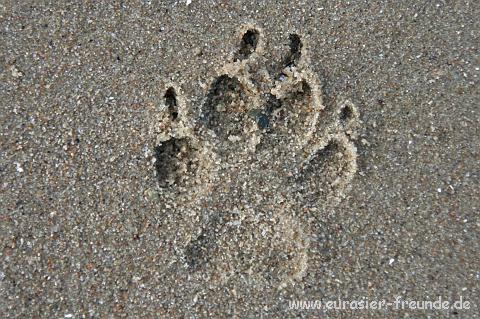 (Foto Goslar)_daenemark_2010_IMG_9592_Hjerpsted_Strand.jpg - ... dort haben wir nicht nur Spuren, sondern auch Eindruck hinterlassen. Viele Eindrcke haben wir auch selber gesammelt, aber schaut einfach hier ...